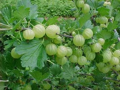 akshay navmi story of amla navmi