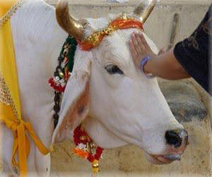 BJP launches stop cow slaughting campaing, viewing bypolls.