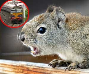 Squirrel stopped the trains Including Jnshtbdi.