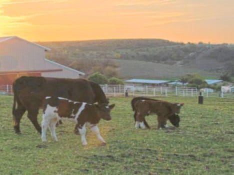 foreign animal breeding center in uttarakhand.