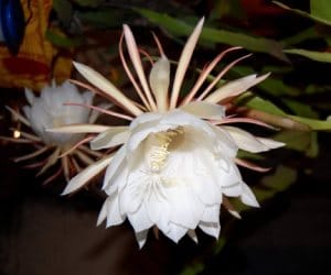 brahma kamal flower.
