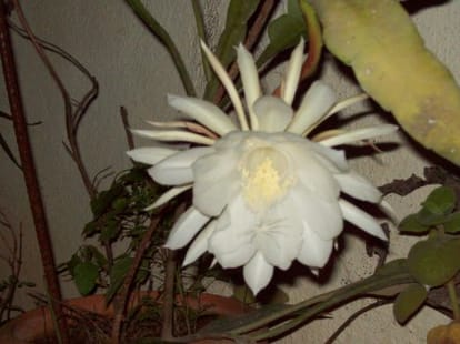 brahma kamal flower.