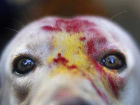 paranormal story of dog