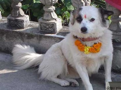 paranormal story of dog