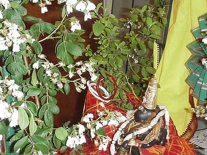 tusi vivaah with shaligram story devprabodhni ekadashi