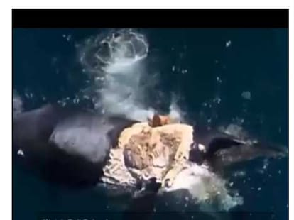 crazy man surfs on dead whale carcass