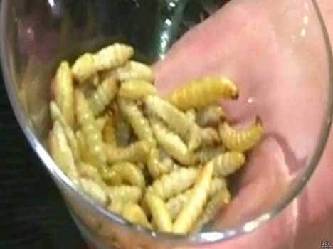 foods made from insects