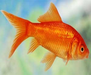 Bad smell from Golden fish
