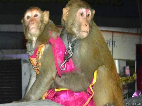 marriage of monkey.