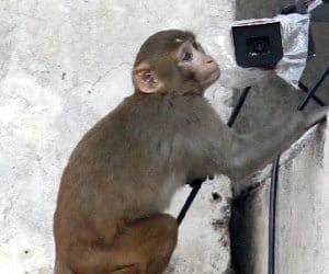 Monkey attack on the woman in the head wound