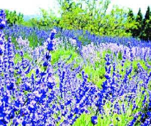 Natural Medicine Lavender for Anxiety and Depression.