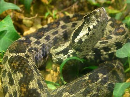 Unique Tradition, No Snake Killing in a Village of Haryana