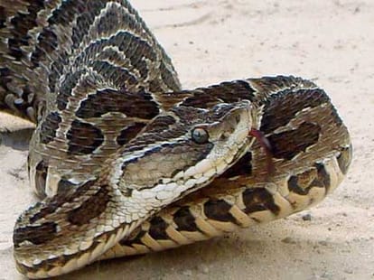 Top 11 Weirdest Animals of 2014 