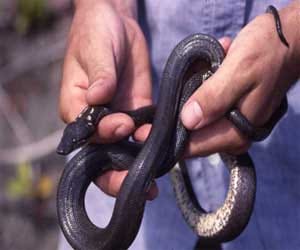 astonishing animal private parts revelations