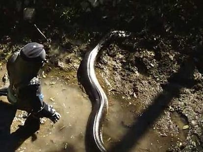 man to get swallowed by anaconda alive