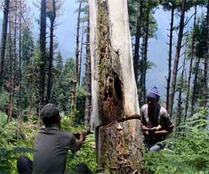 crime in mandi