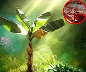 Man stabbed over banana leaves.