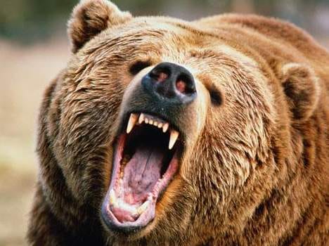 bear attack on elderly, injured 