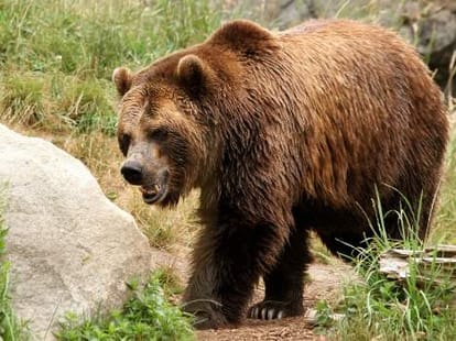 Angry Bear Herd Attacks on Woman in Rampur.