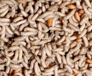 man has 20 live maggots living inside his body