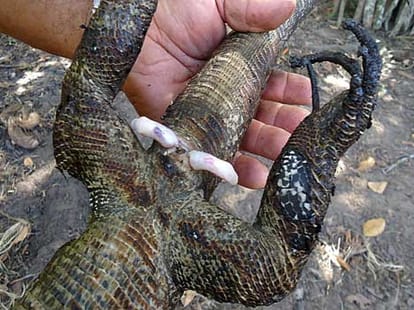 astonishing animal private parts revelations