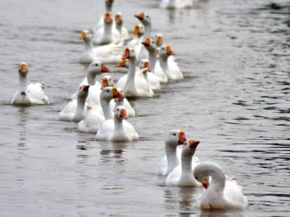 Dudhwa national park to reopen on 15 nov.