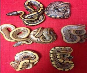 gang stole 70 pythons