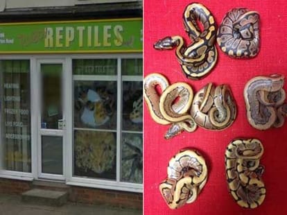 gang stole 70 pythons