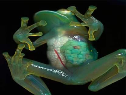 transparent creatures gallery