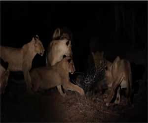 a porcupine fights off 17 lions alone
