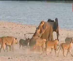 elephant fends off 14 lions 