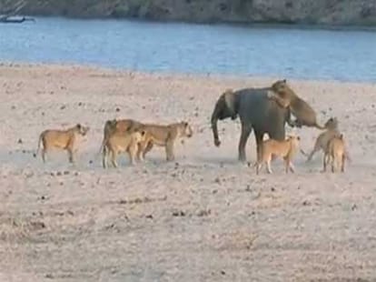 When lions got bullied by other animals