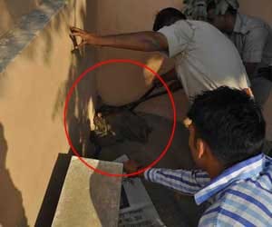 Python in Faridabad police chowki.