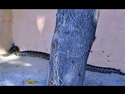 Python in Faridabad police chowki.