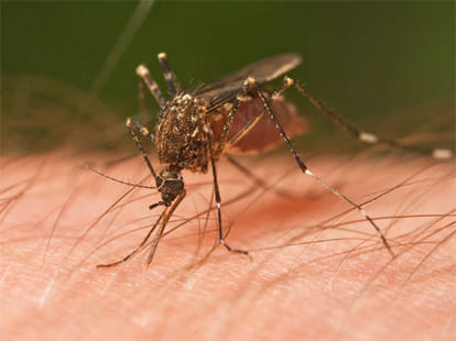 UK woman loses vision after mosquito bites