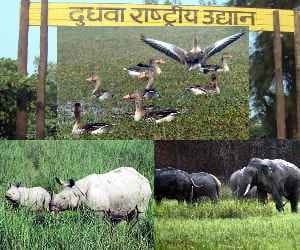Dudhwa national park to reopen on 15 nov.