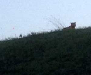 paris tiger hunt