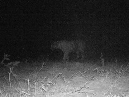 Demand of drone camera to catch the tiger.