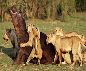 The young man wounded animal attack