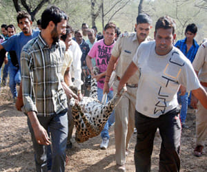 Death of five leopards, smoldering question in gurgaon.