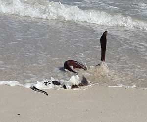 dangerous beach in the world