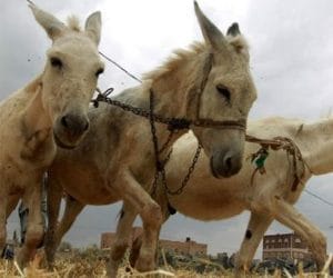 rising fuel prices booms donkey trade in iran.