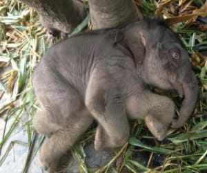 death of a baby elephant.