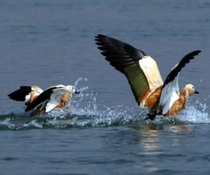 siberian bird in asan barrage.