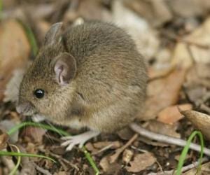 someone leaved the rats in a village in china.