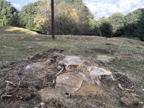 more then five humndred tree Cutting down