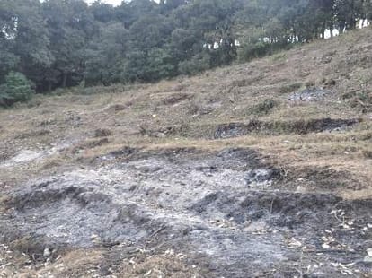 illegal Tree Felling in shimla.