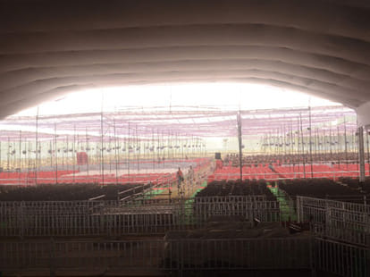 75 feet long cake for Mulayam singh's 76th birthday and a Victorian 'buggy'