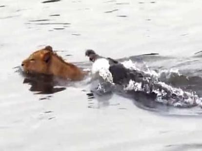 When lions got bullied by other animals