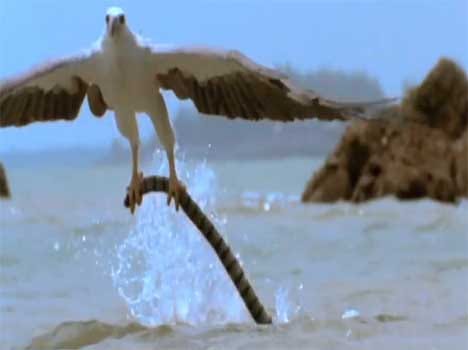 eagle catches snakes from ocean alive